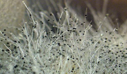 Как вывести грибок в квартире. Как не допустить появления грибка 05 Как вывести грибок в квартире. Как не допустить появления грибка 05