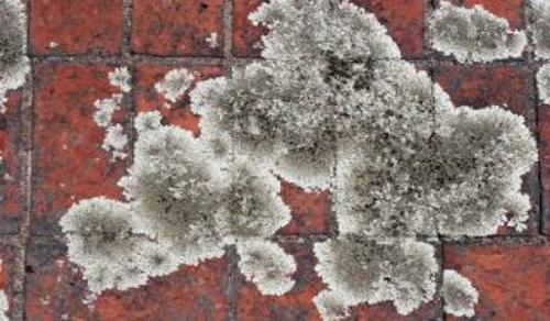 Как вывести грибок в квартире. Как не допустить появления грибка 09 Как вывести грибок в квартире. Как не допустить появления грибка 09