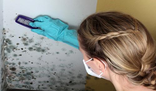 Как вывести грибок в квартире. Как не допустить появления грибка 07 Как вывести грибок в квартире. Как не допустить появления грибка 07