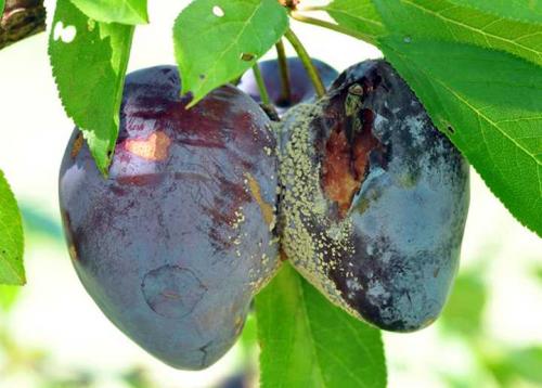 Медный купорос от плесени на растениях. Как правильно развести медный купорос для обработки деревьев от плесени