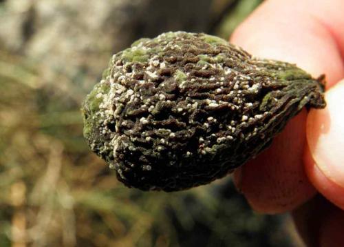 Медный купорос от плесени на растениях. Как правильно развести медный купорос для обработки деревьев от плесени