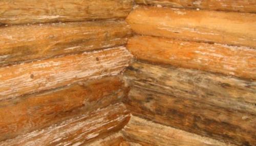 Железный купорос от плесени на бетоне. Чем обработать баню от плесени