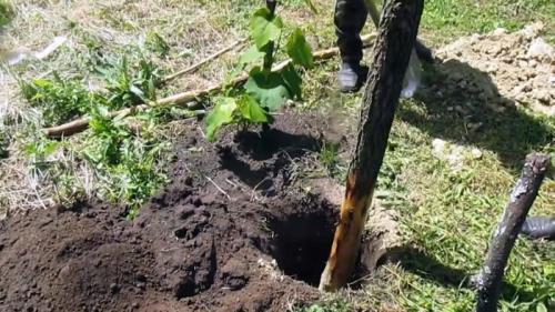 Чем обработать деревянный столб. Процесс подготовки и закапывания столбов