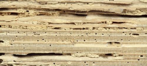 Обработка деревянного дома от насекомых. Как защитить деревянный дом от насекомых-вредителей?