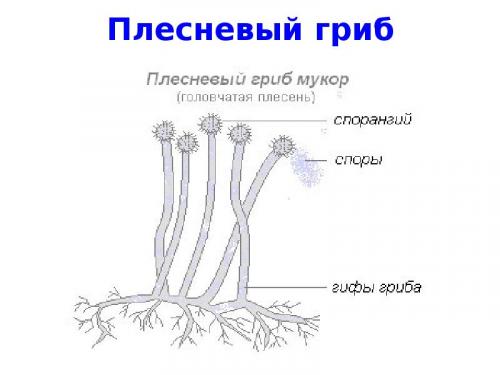 Чем обработать стены от плесени перед поклейкой обоев. Советы, чем обработать от грибка и плесени стены из обоев или гипса перед поклейкой обоев