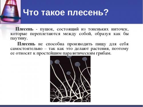 Чем обработать стены от плесени перед поклейкой обоев. Советы, чем обработать от грибка и плесени стены из обоев или гипса перед поклейкой обоев