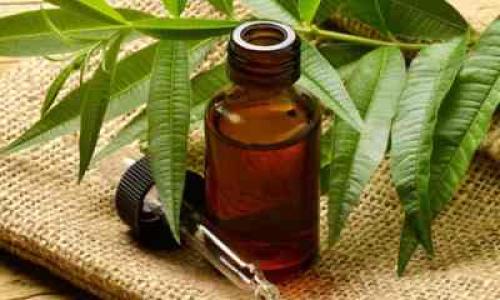 Средство от плесени своими руками. Плесень