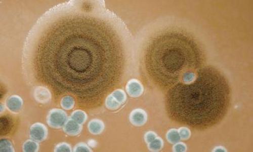 Средство от плесени своими руками. Плесень