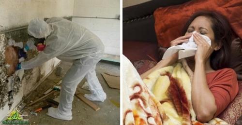 Грибок в доме чем опасен. Обзор токсичной плесени