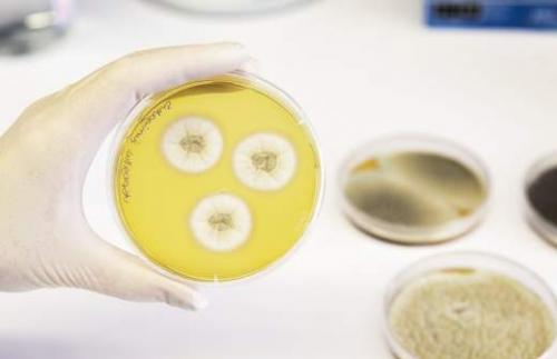 Плесень на стенах в квартире. Где появляется? 15 Плесень на стенах в квартире. Где появляется? 15