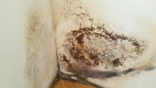 Плесень в доме приметы. Черная плесень оккупировала ее ванную! Тогда она взяла 1 пузырек этого средства…