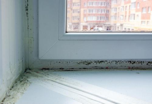 Как избавиться от черной плесени на стенах. Как избавиться от плесени на стенах?