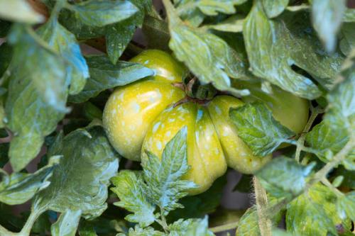 Чем опасен медный купорос. Медный купорос - лекарство или недопустимый яд в саду и огороде?