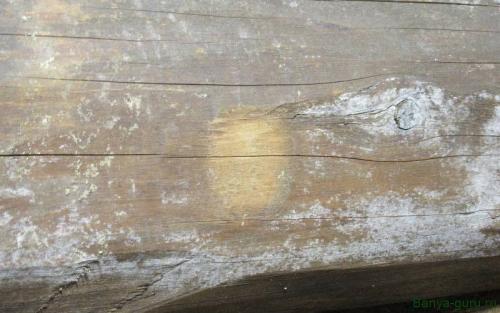 Чем обработать доски в бане от грибка. Грибок в бане: как избавиться