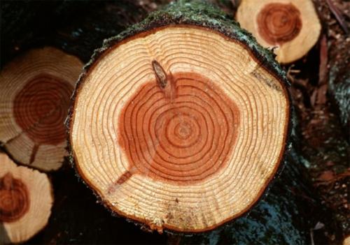 Какой брус лучше для строительства дома. Профилированный клееный брус 06 Какой брус лучше для строительства дома. Профилированный клееный брус 06