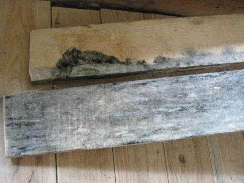 Древесная плесень. Причины появления плесени на деревянных поверхностях