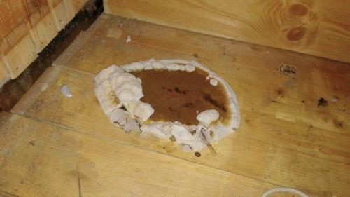 Как избавиться от древесного грибка. Домовой и древесный гриб в доме, что делать?