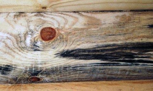 Чем убрать черную плесень с древесины. Как убрать черную плесень с досок