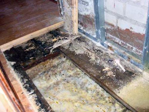 Чем убрать черную плесень с древесины. Как убрать черную плесень с досок