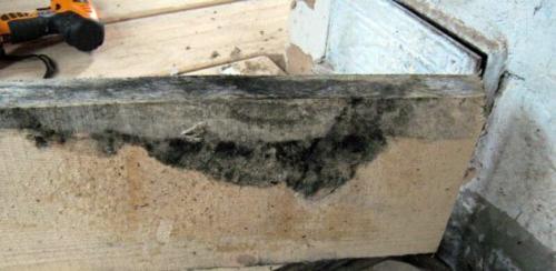 Древесная плесень. Причины появления плесени на деревянных поверхностях