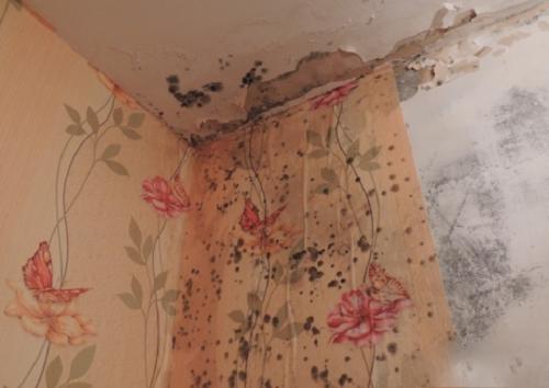 Как убрать плесень в ванной комнате. Применение бытовой химии 10 Как убрать плесень в ванной комнате. Применение бытовой химии 10