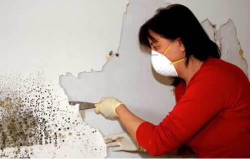 Лучшее средство от плесени. Как бюджетно избавиться от плесени и грибка в квартире: лайфхаки 02 Лучшее средство от плесени. Как бюджетно избавиться от плесени и грибка в квартире: лайфхаки 02