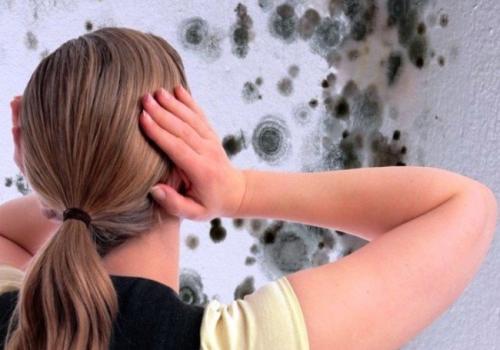 Средство от плесени в домашних условиях. Средства для удаления плесени