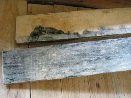Доски покрылись плесенью, что делать. Причины появления
