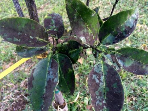 Как убрать грибок с дерева своими силами. Как бороться с грибком на древесине 11 Как убрать грибок с дерева своими силами. Как бороться с грибком на древесине 11