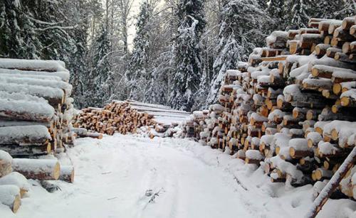 Как оценить качество деревянного дома при покупке. Тип древесины: летняя или зимняя. Какую выбрать для будущего дома?