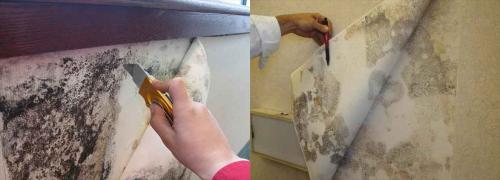 Как убрать плесень с обоев в домашних условиях