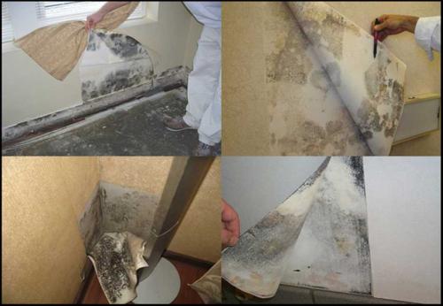 Как убрать плесень с обоев в домашних условиях