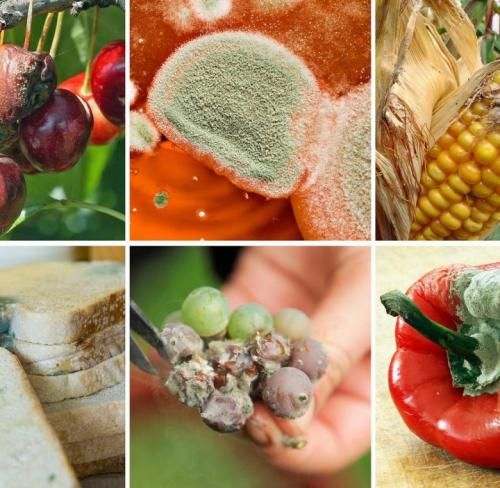 Как и чем убрать плесень. Правила проведения химической обработки 01 Как и чем убрать плесень. Правила проведения химической обработки 01