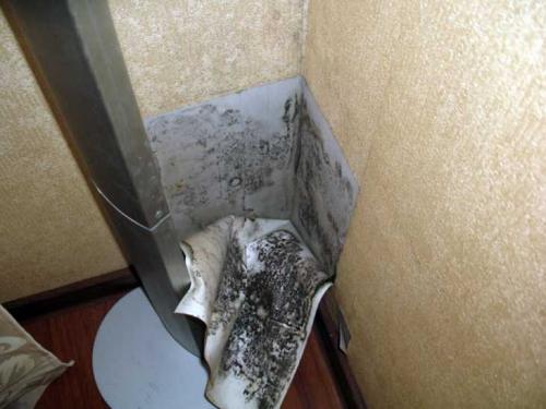 Как убрать плесень с обоев в домашних условиях