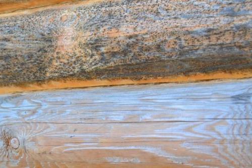 Как и чем убрать плесень. Правила проведения химической обработки 03 Как и чем убрать плесень. Правила проведения химической обработки 03