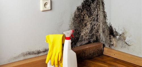 Как убрать плесень со стен навсегда. 7 эффективных способов избавиться от плесени в квартире или доме