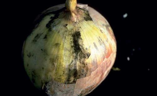 Черная плесень в ванной чем опасна. Черная плесень: чем опасна и как от нее избавиться