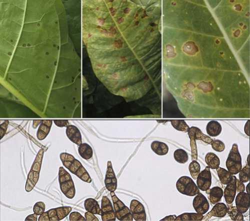 Черная плесень в ванной чем опасна. Черная плесень: чем опасна и как от нее избавиться