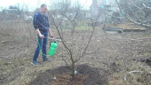 Медный купорос для обработки деревьев весной. Медный купорос для обработки деревьев 03 Медный купорос для обработки деревьев весной. Медный купорос для обработки деревьев 03
