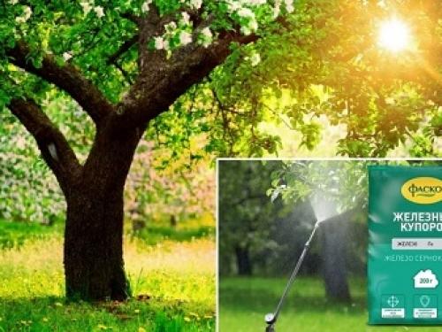 Обработка растений железным купоросом. Все о применении железного купороса в садоводстве 01 Обработка растений железным купоросом. Все о применении железного купороса в садоводстве 01
