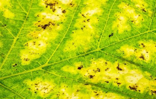 Обработка деревьев весной железным купоросом и мочевиной. Применение железного купороса в садоводстве: цели