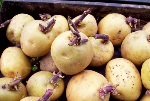 Обработка сада мочевиной и медным купоросом. Обработка сада весной – мочевиной с медным купоросом от болезней и вредителей