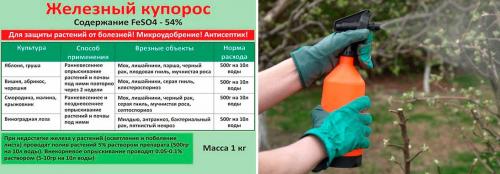 Весенняя обработка сада железным купоросом. Железный купорос: применение в саду