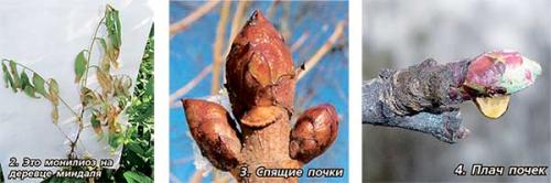Весенняя обработка садов железным купоросом и мочевиной. ЖЕЛЕЗНЫЙ КУПОРОС 06 Весенняя обработка садов железным купоросом и мочевиной. ЖЕЛЕЗНЫЙ КУПОРОС 06