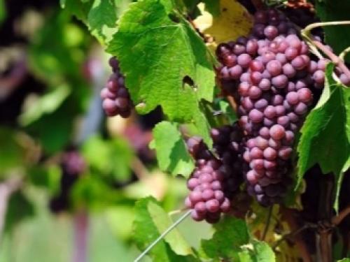 Железный КУПОРОС для удобрения грунта. Железный КУПОРОС, применение в садоводстве весной: инструкция 05