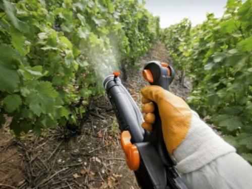 Железный КУПОРОС для удобрения грунта. Железный КУПОРОС, применение в садоводстве весной: инструкция 06