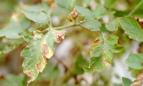 Чем заменить бордосскую жидкость. Что такое бургундская жидкость: состав, пошаговая инструкция по приготовлению и применению