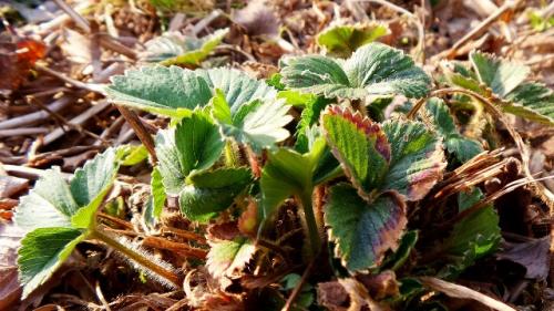 Железный купорос для клубники. Борьба с вредителями