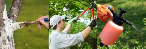 Не пропустите осеннюю обработку сада от вредителей и болезней. Для чего обрабатывать сад осенью 02 Не пропустите осеннюю обработку сада от вредителей и болезней. Для чего обрабатывать сад осенью 02