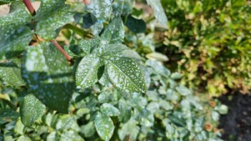 Обработка почвы железным купоросом осенью. Чем обработать сад осенью - железным или медным купоросом?